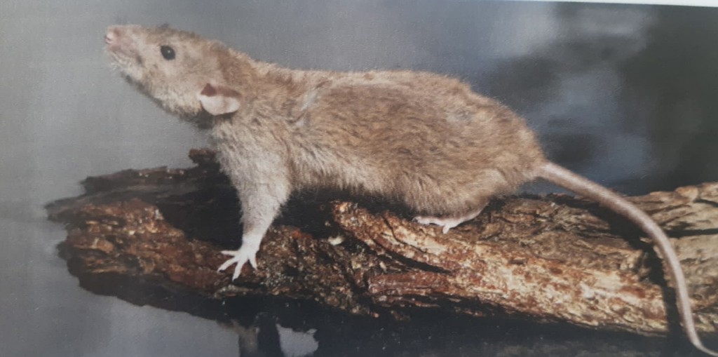 rattus novergicus