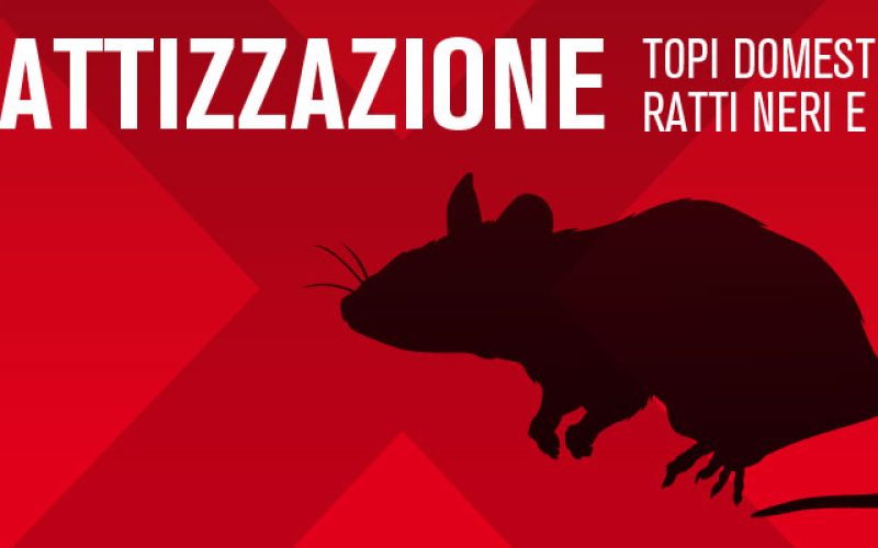 topi ratti